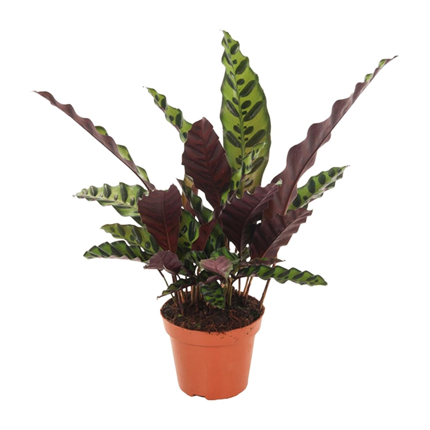 Calathea ‘Lancifolia Insignis’ – Grand