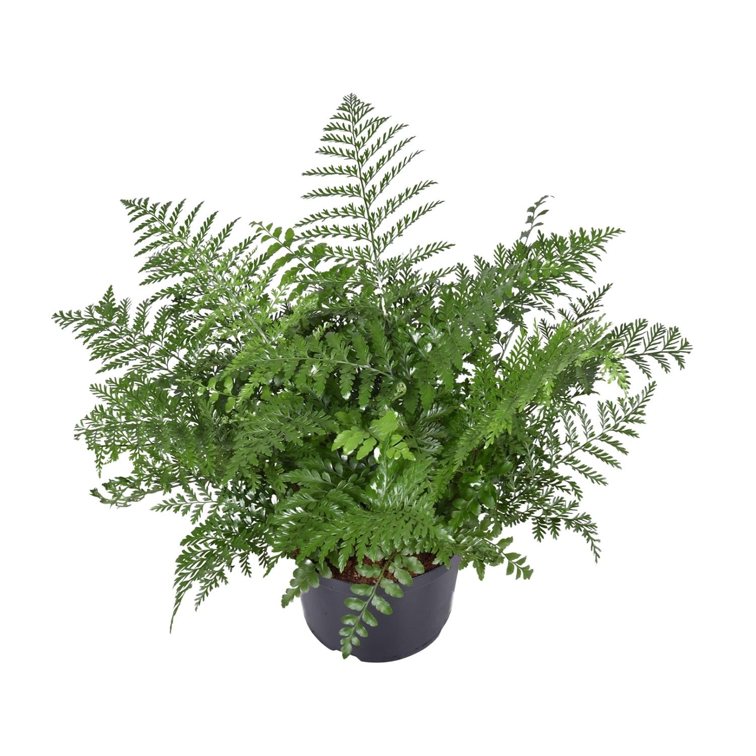 Asplenium Antiquum Parvati – Grand
