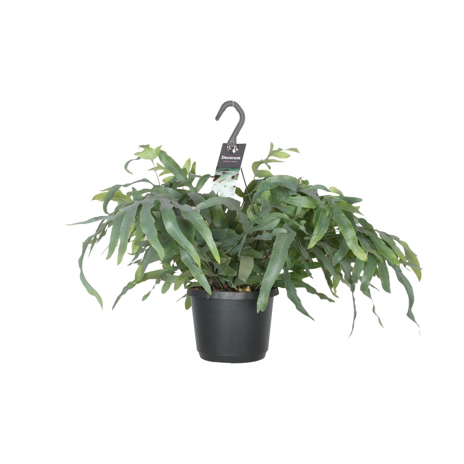 Phlebodium aureum ‘Blue Star’ (Pot suspendu)