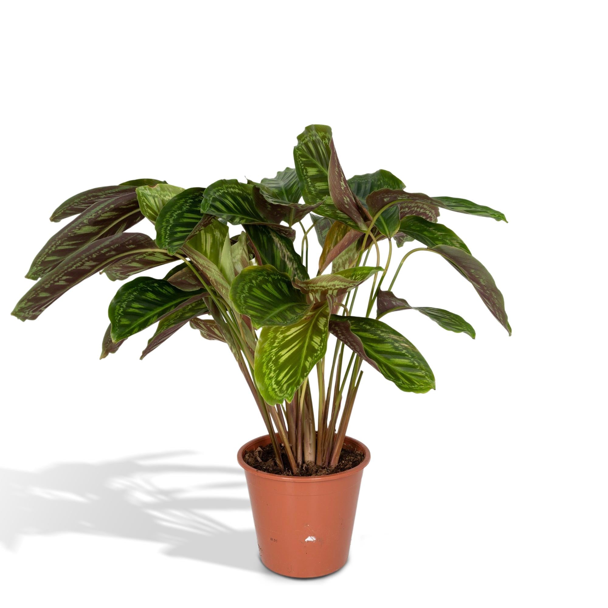 Calathea ‘Flamestar’