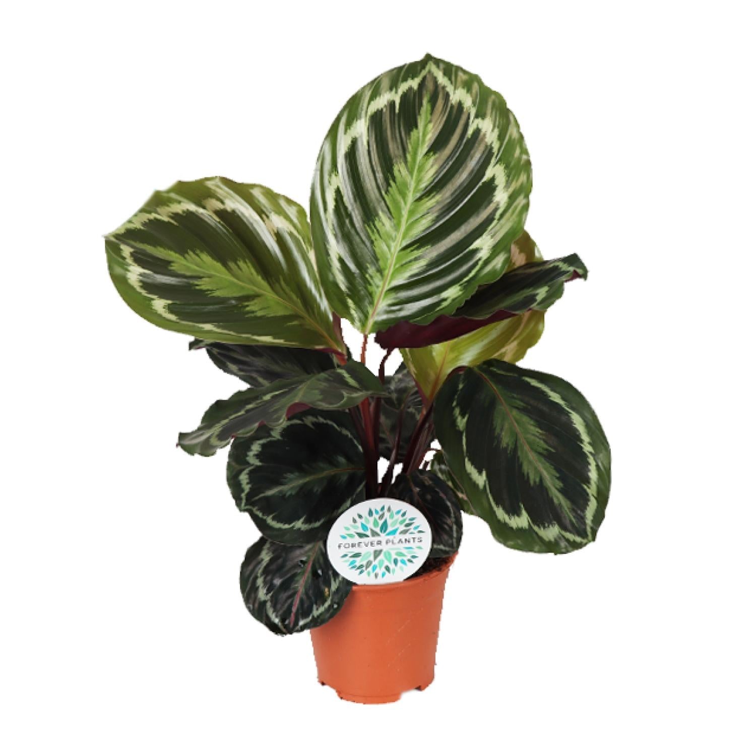 Calathea ‘Medallion’ – Moyen