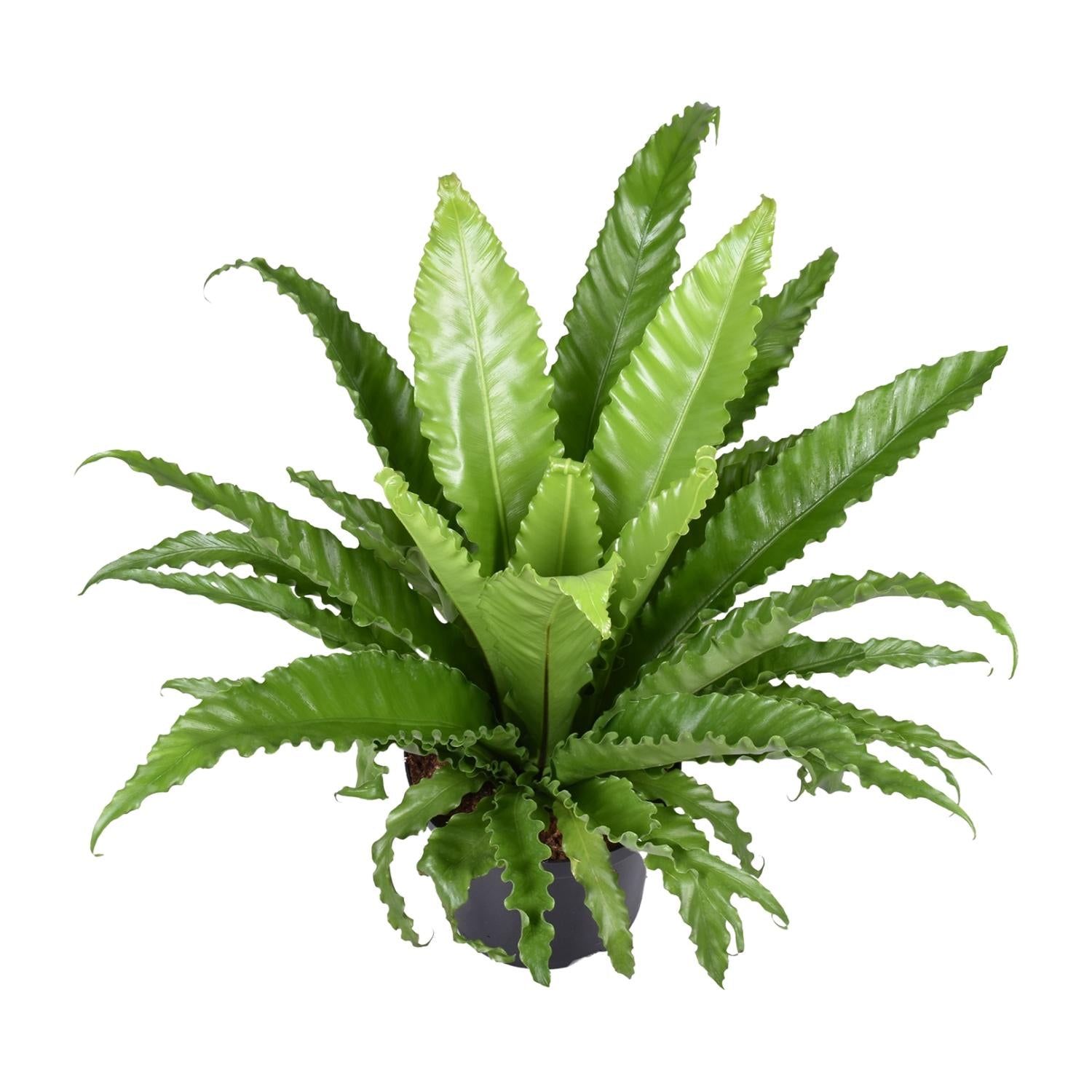 Asplenium Antiquum Osaka – Grand