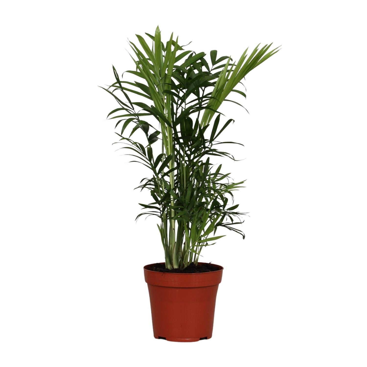 Chamaedorea elegans – Taille S