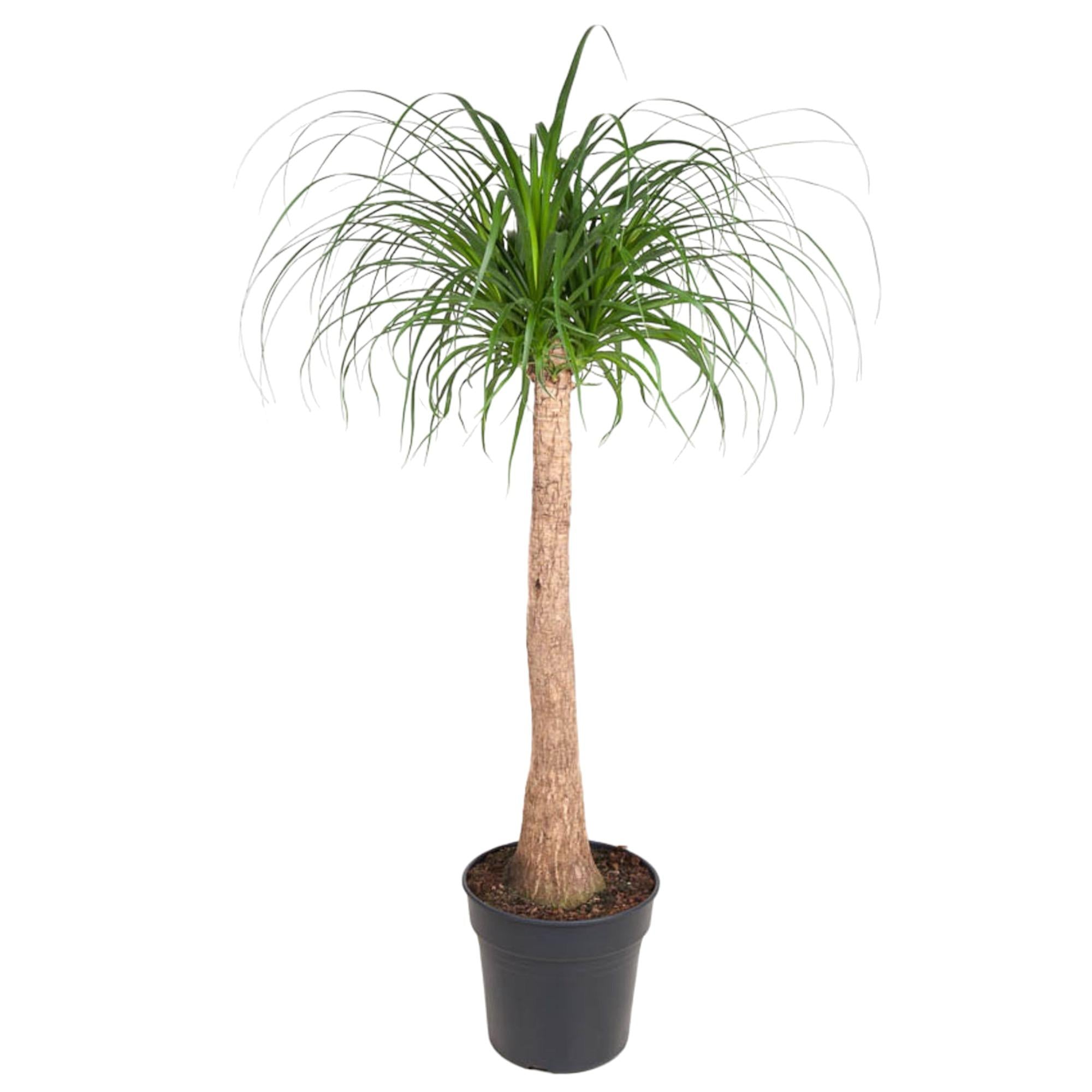 Beaucarnea Recurvata – Grand