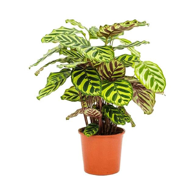 Calathea ‘Makoyana’ – Grand