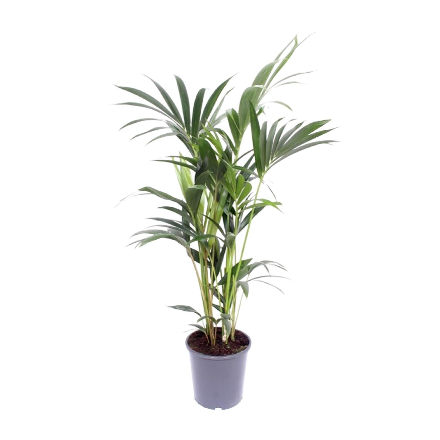 Howea forsteriana – Moyen
