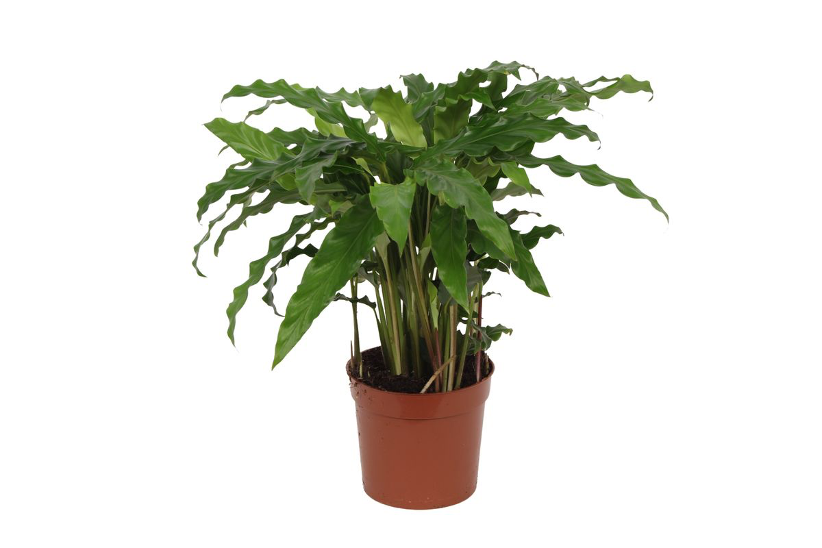 Calathea ‘Bluegrass’