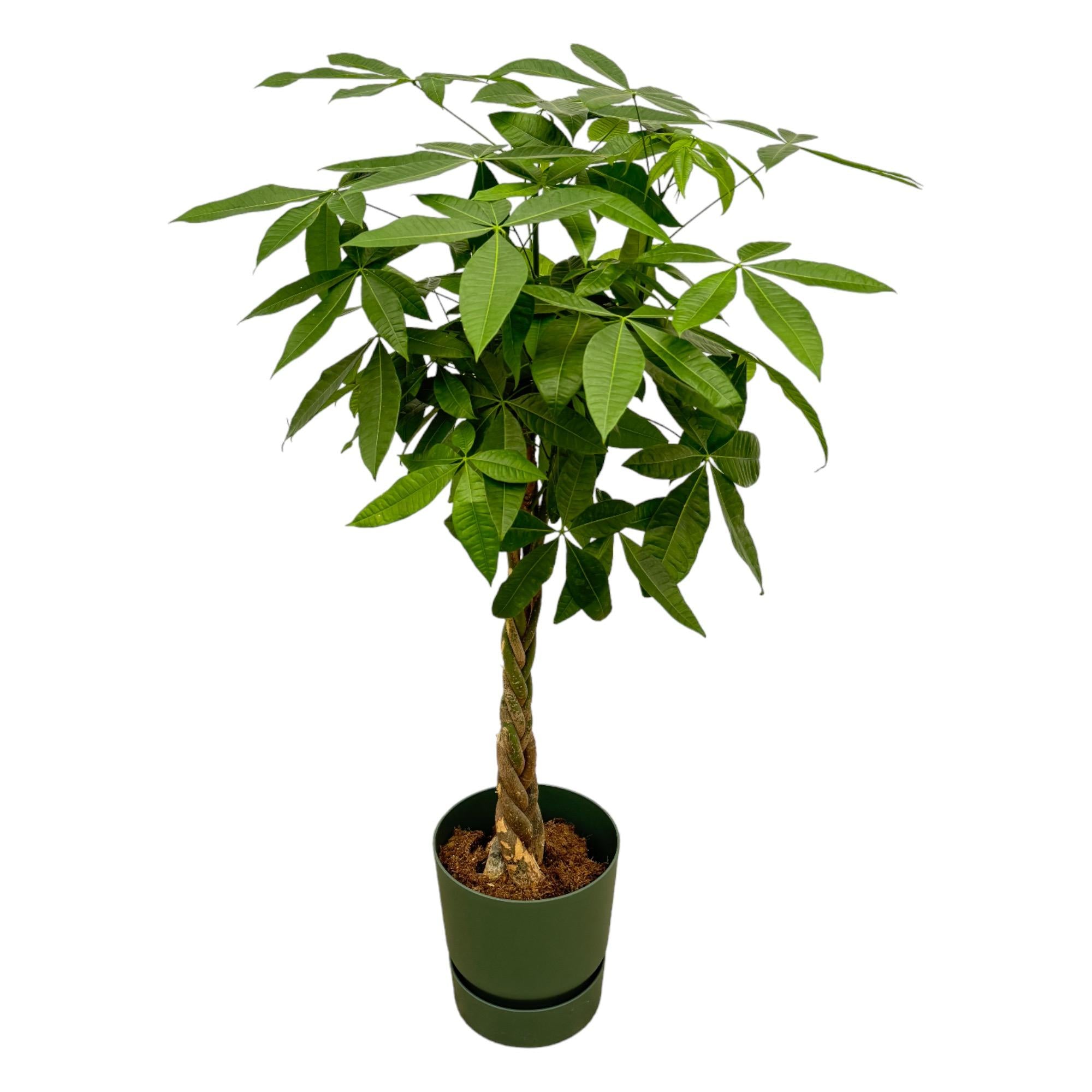 Pachira aquatica (XXL) + Cache-pot décoratif