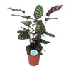 Calathea ‘Makoyana’ – Très grande taille