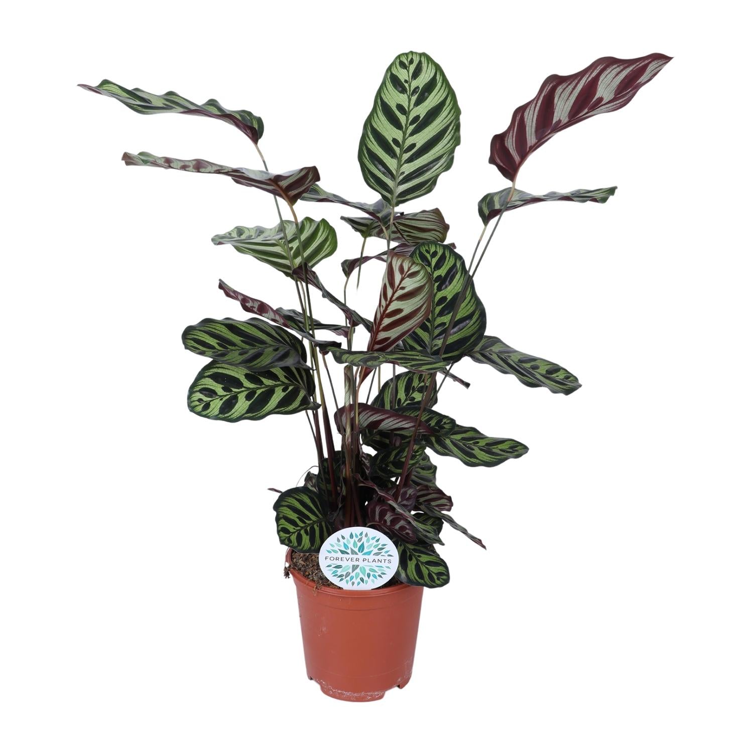 Calathea ‘Makoyana’ – Très grande taille