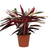 Stromanthe ‘Triostar’ – Très grande taille