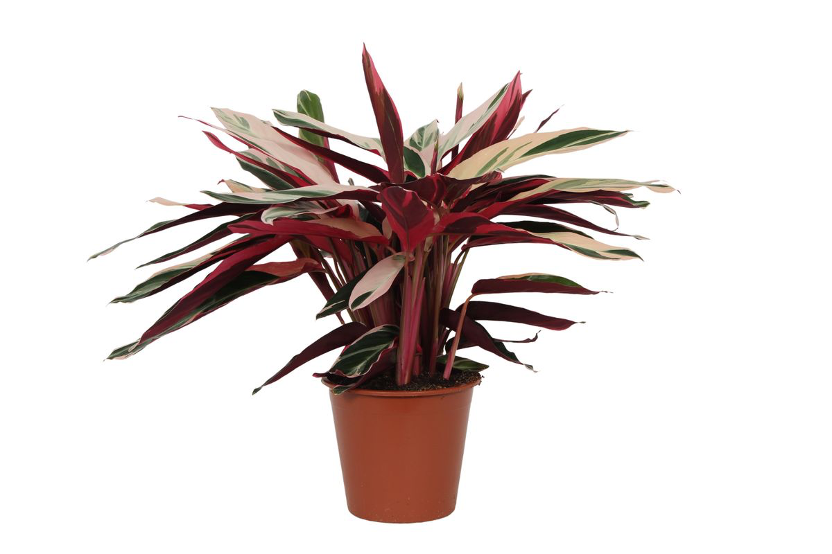 Stromanthe ‘Triostar’ – Très grande taille