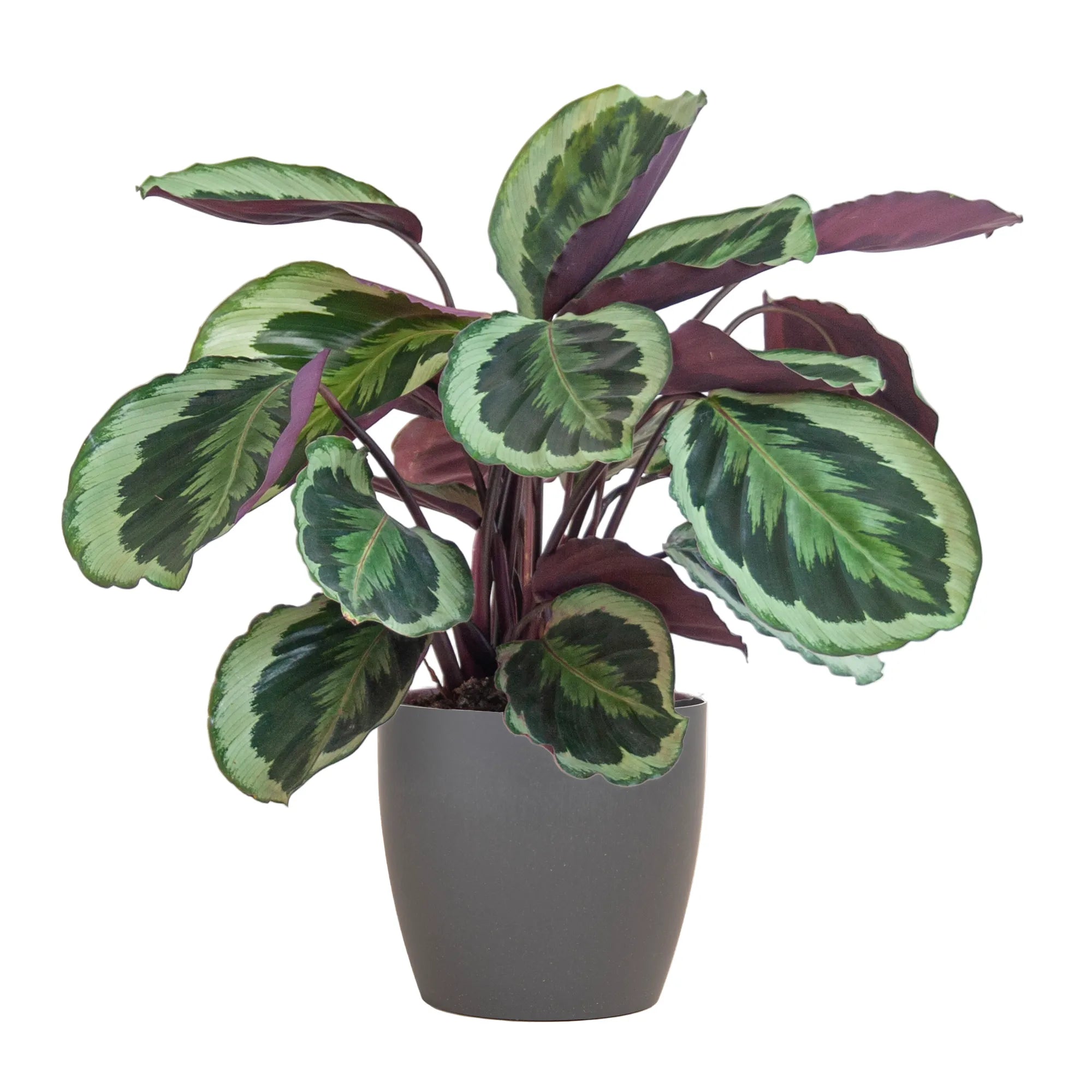 Calathea ‘Medallion’ + Cache-pot décoratif