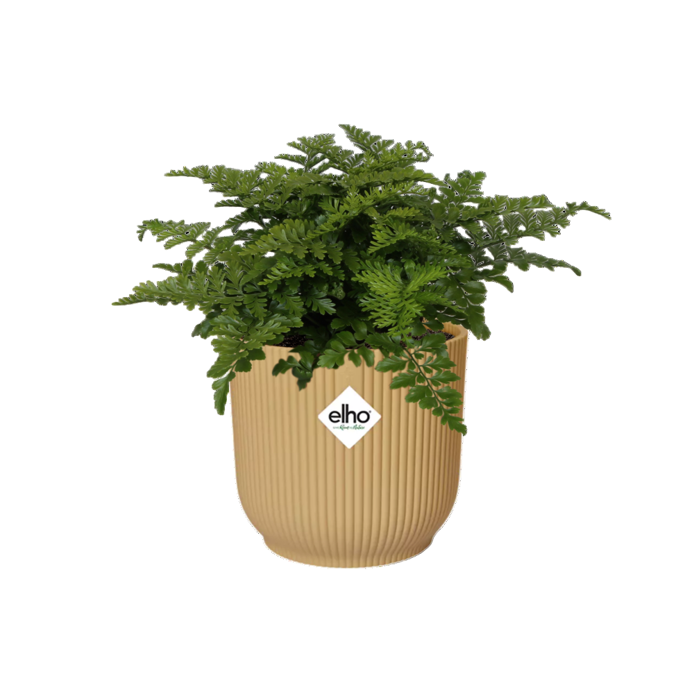 Asplenium Antiquum Parvati + Cache-pot décoratif