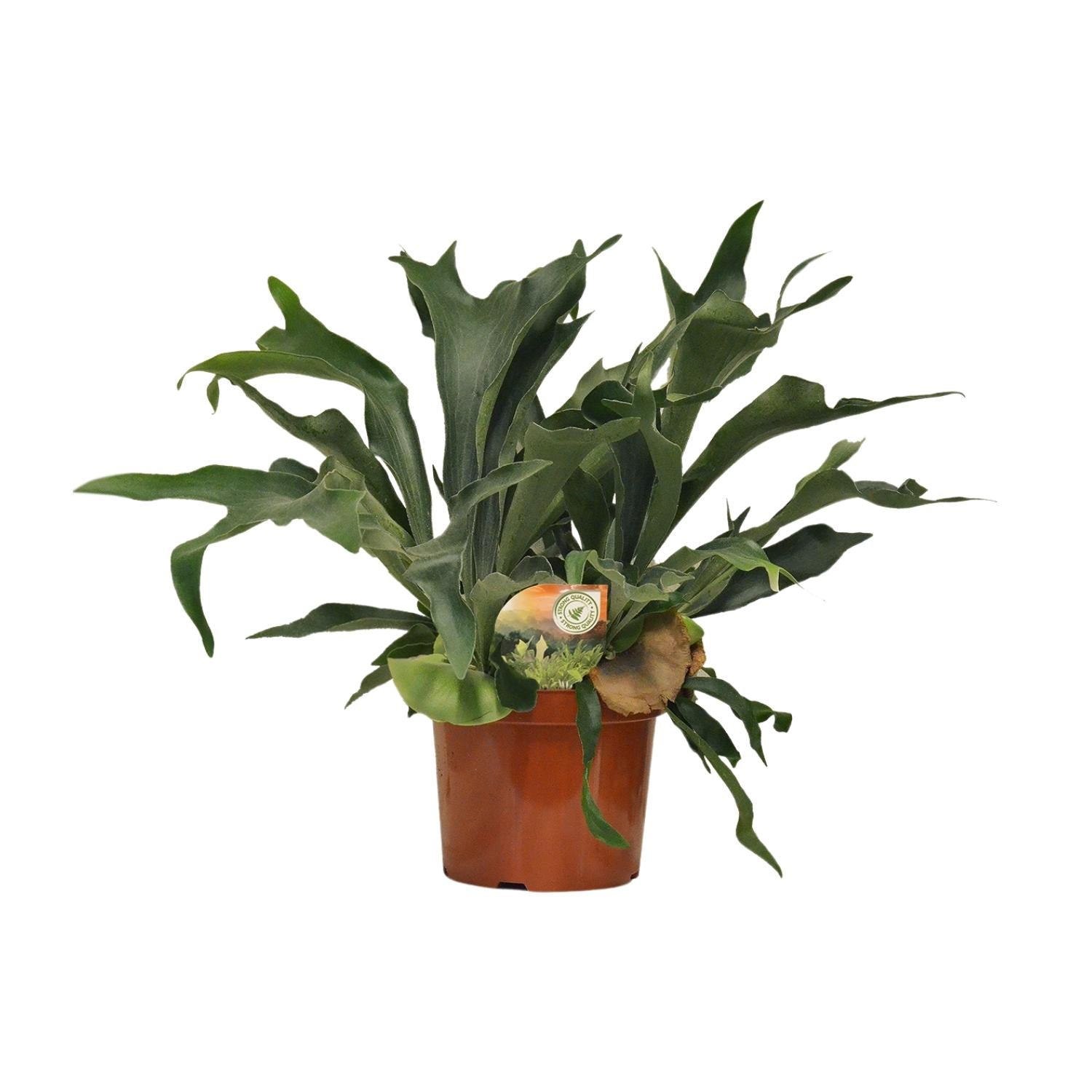 Platycerium bifurcatum – Très grand