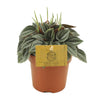 Peperomia ‘Napoli Nights’