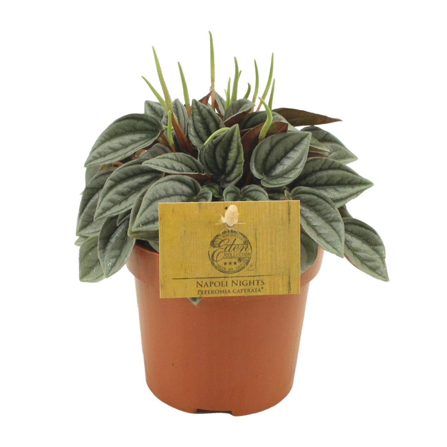 Peperomia ‘Napoli Nights’