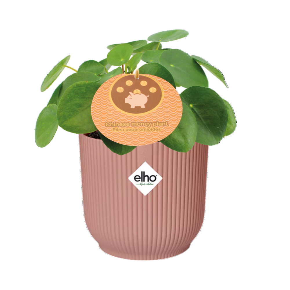 Pilea peperomioides + Cache-pot décoratif