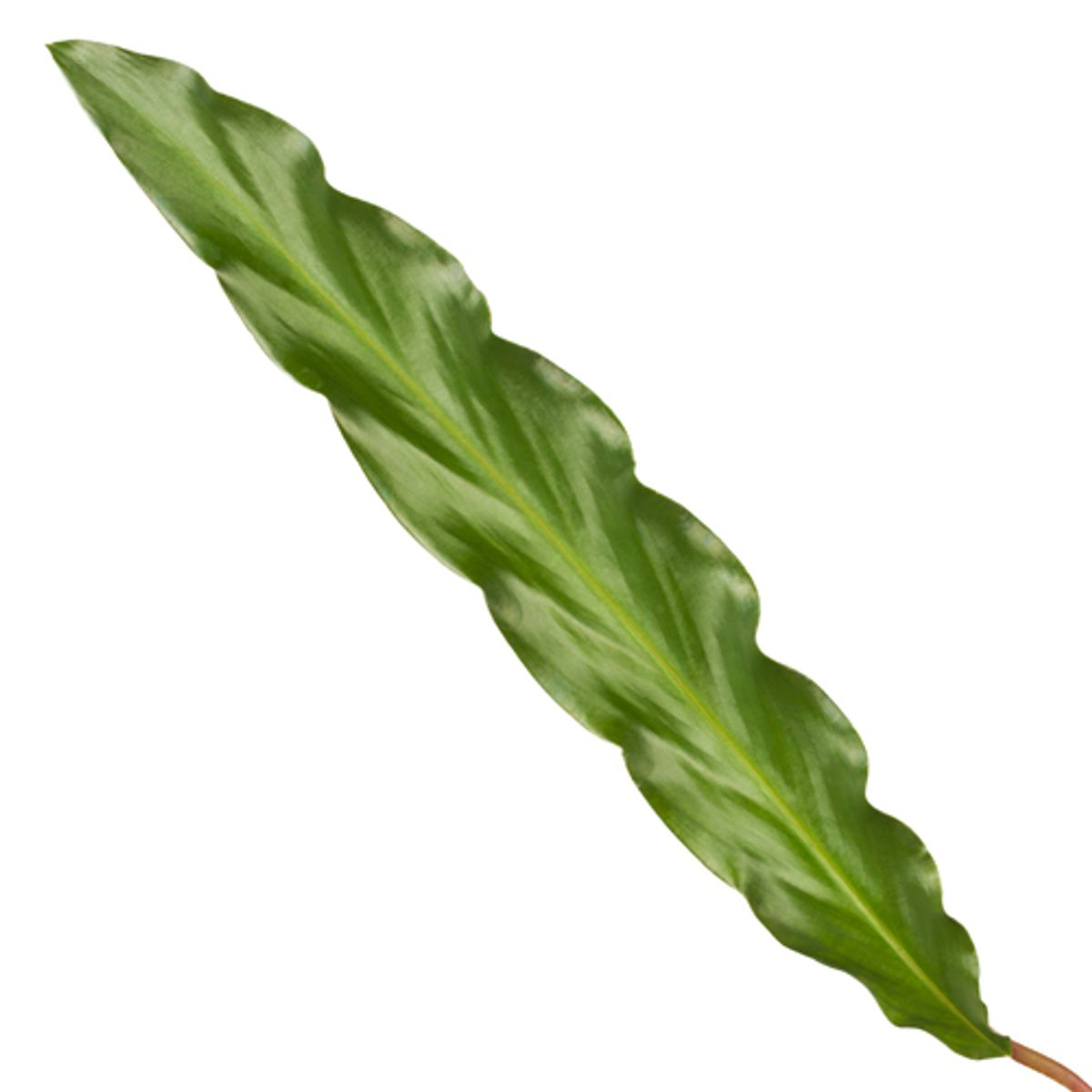 Calathea ‘Elgergrass’