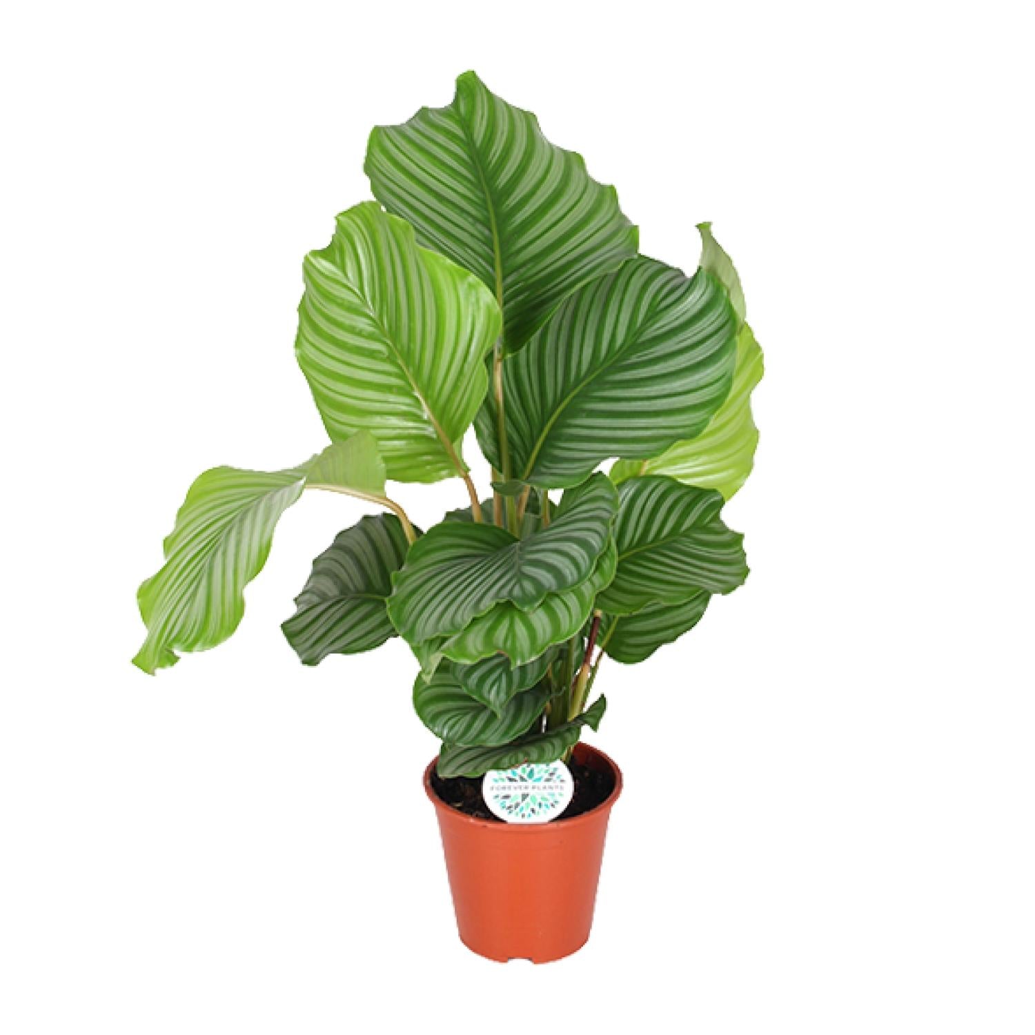 Calathea ‘Orbifolia’ – Grand