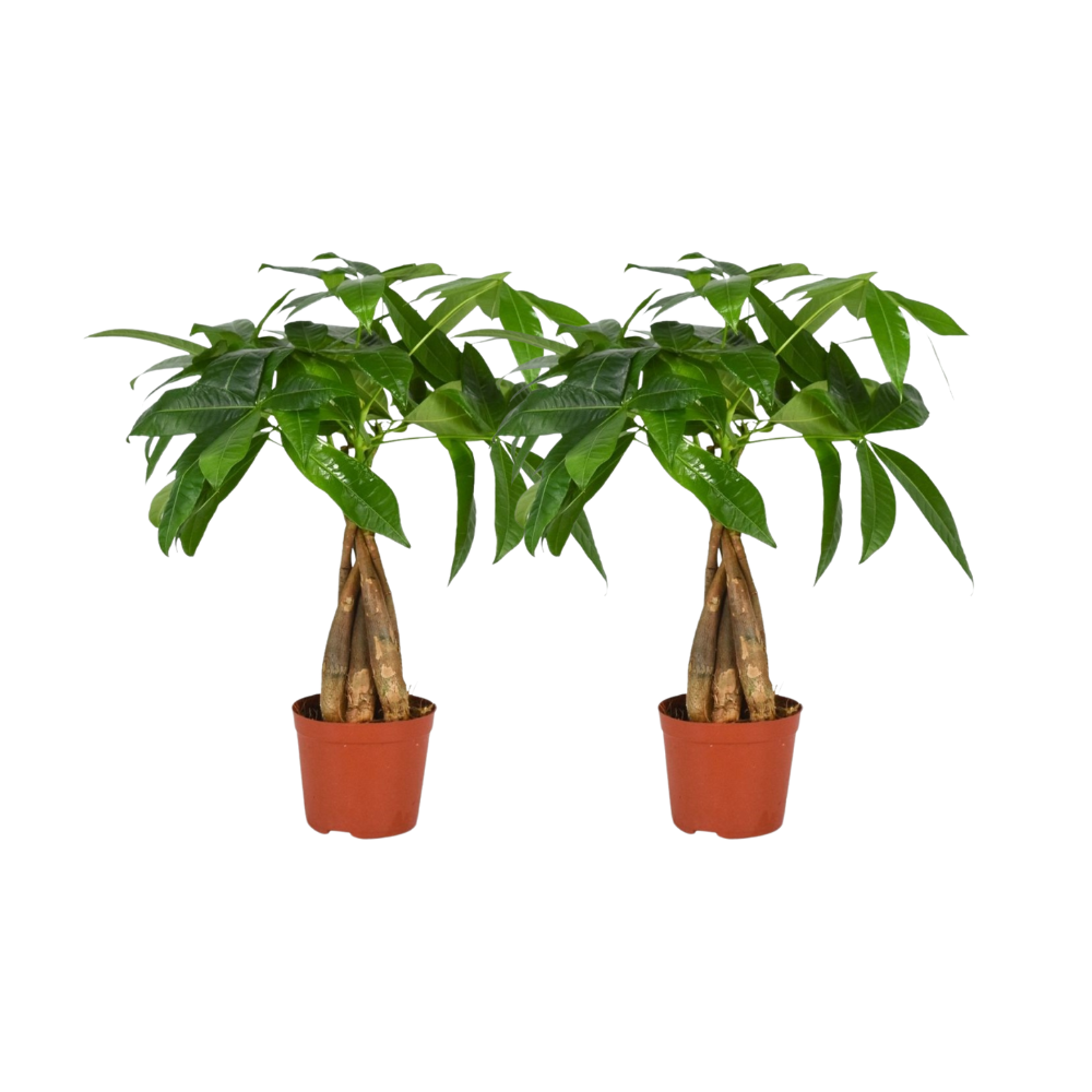 Pachira aquatica (S) x 2 – Offre duo