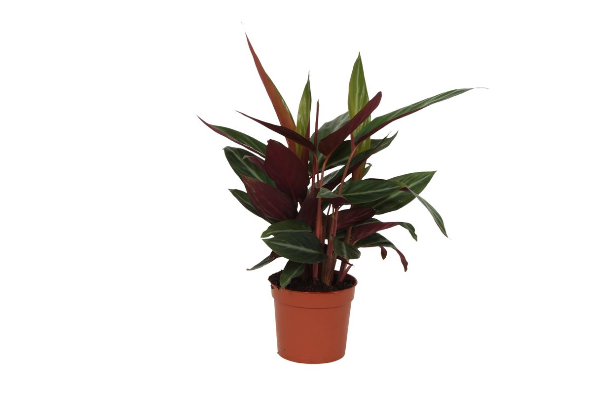 Calathea ‘Stripestar’ – Moyen