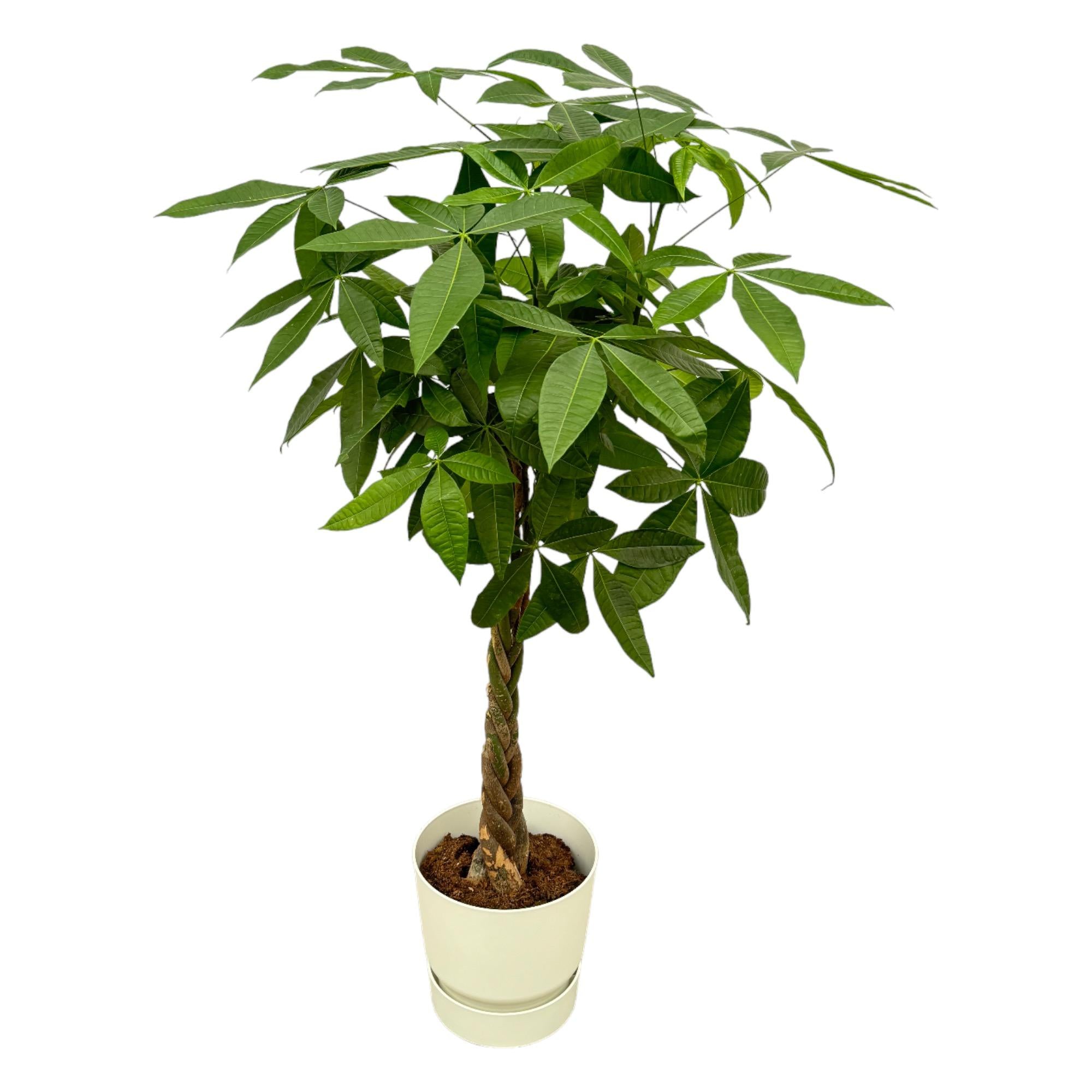 Pachira aquatica (XXL) + Cache-pot décoratif