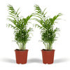 Chamaedorea elegans (L) × 2 – Sparset