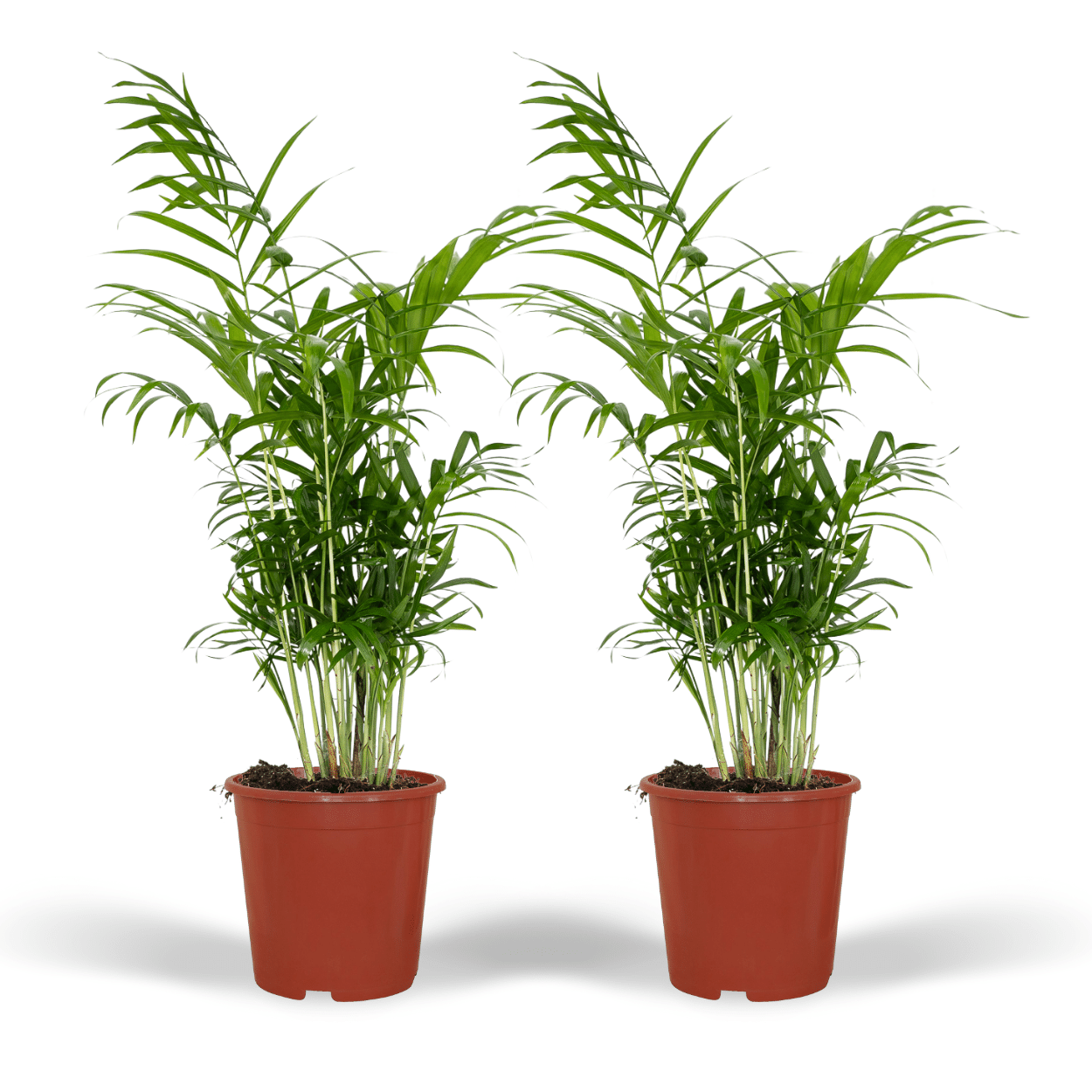 Chamaedorea elegans (L) × 2 – Offre duo