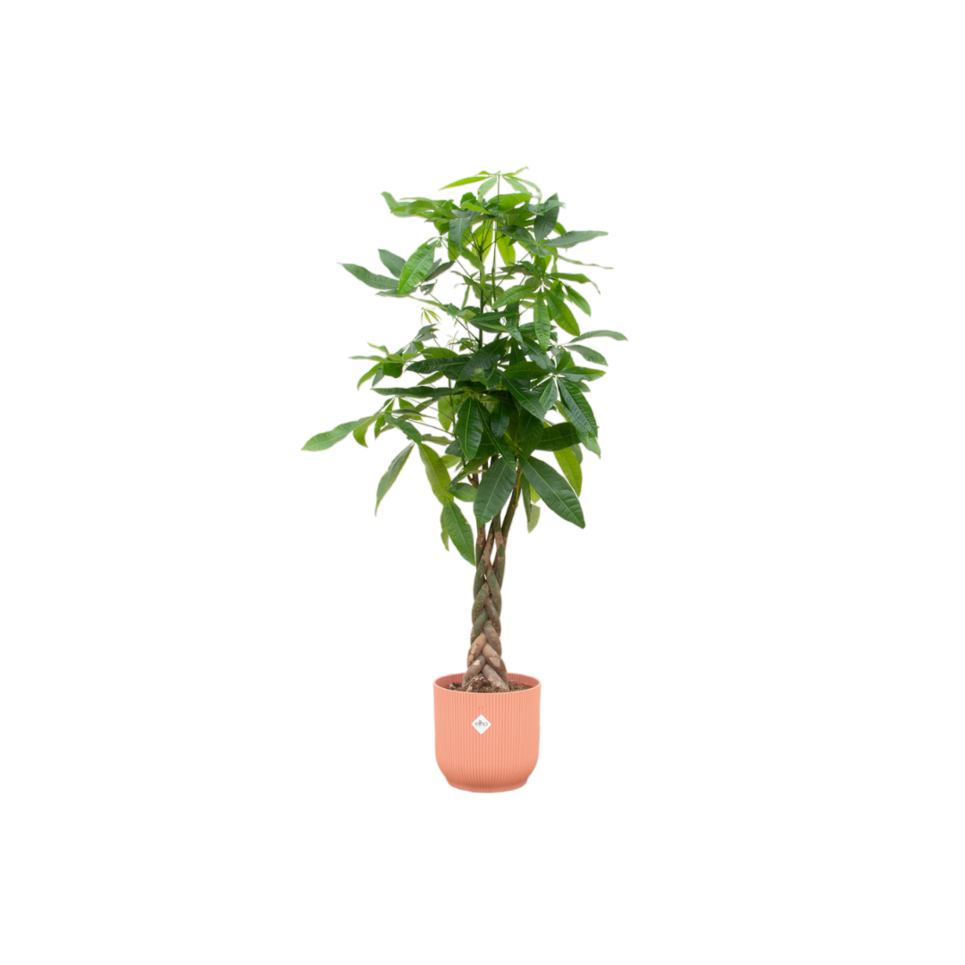 Pachira aquatica (XL) + Cache-pot décoratif