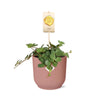Peperomia ‘Hope’ + Sierpot