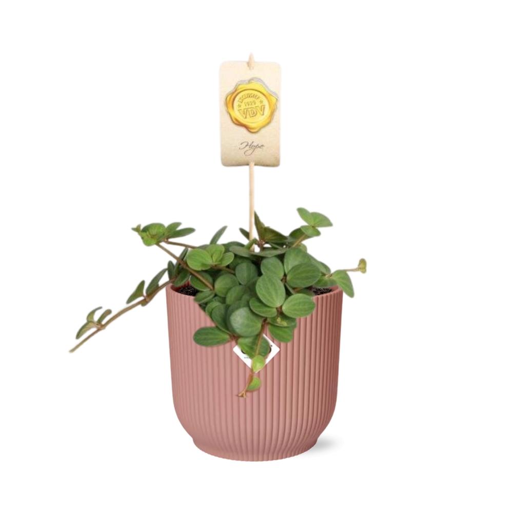 Peperomia ‘Hope’ + Cache-pot décoratif