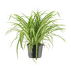 Chlorophytum comosum
