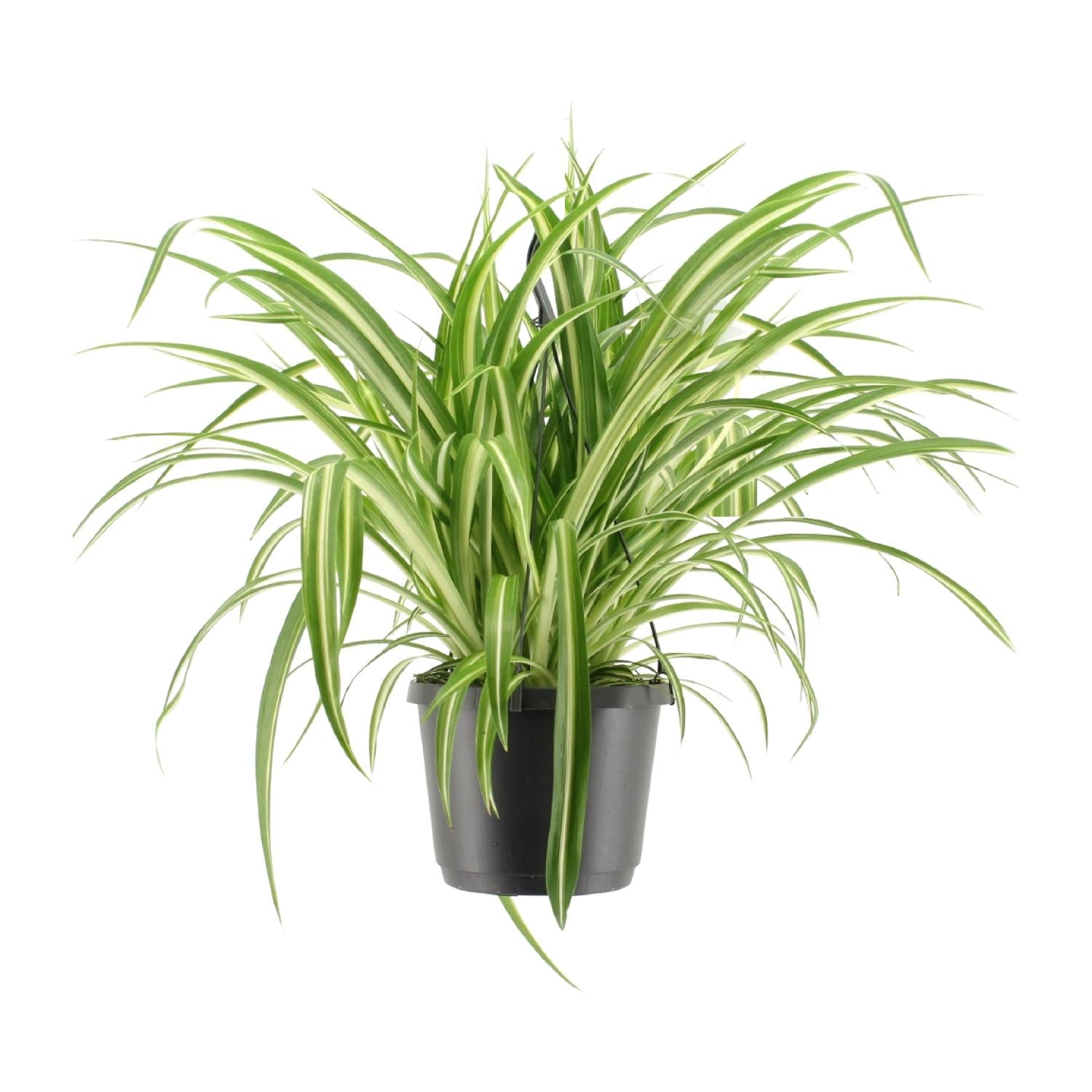 Chlorophytum comosum