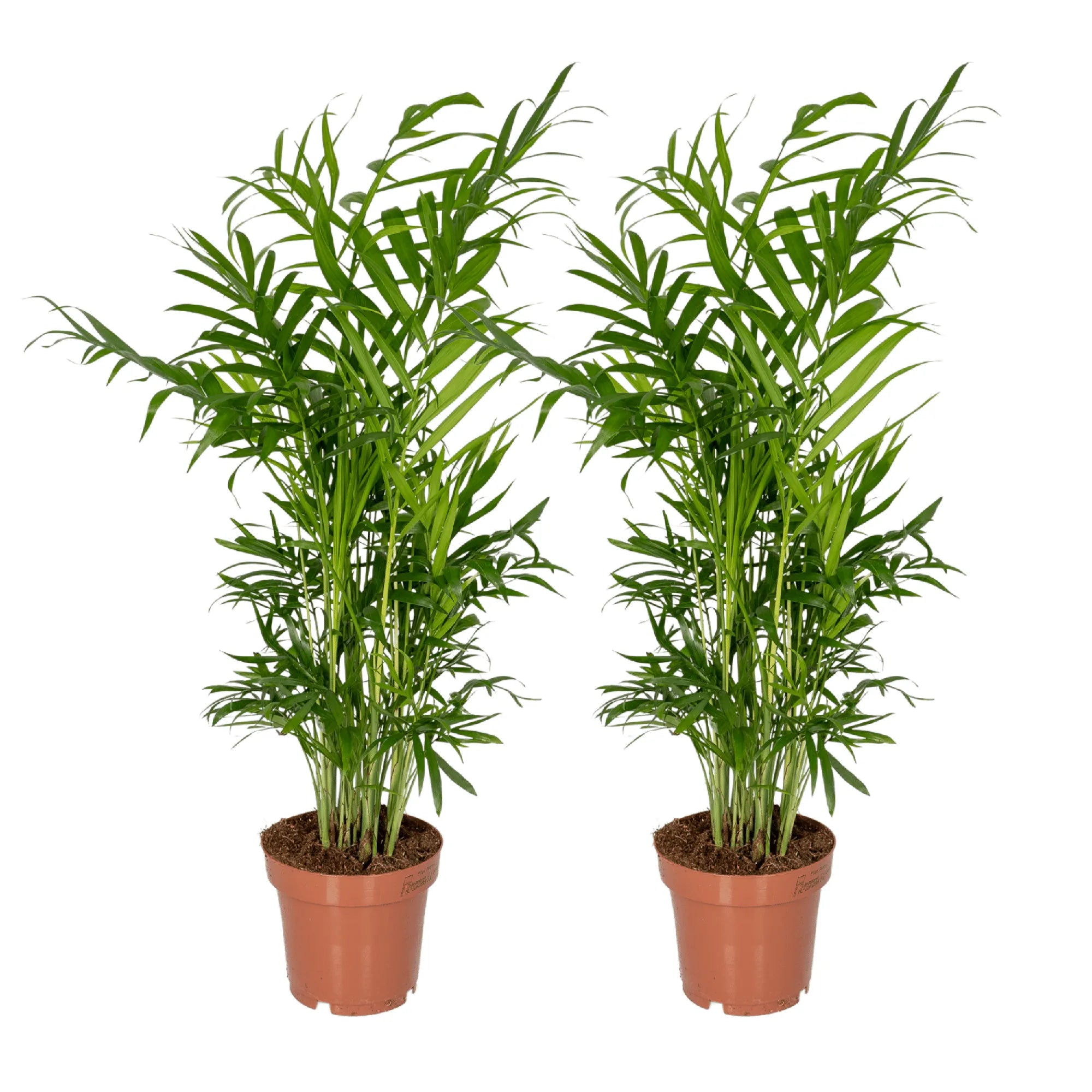 Chamaedorea elegans (S) × 2 – Offre duo