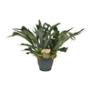Platycerium bifurcatum – Groot