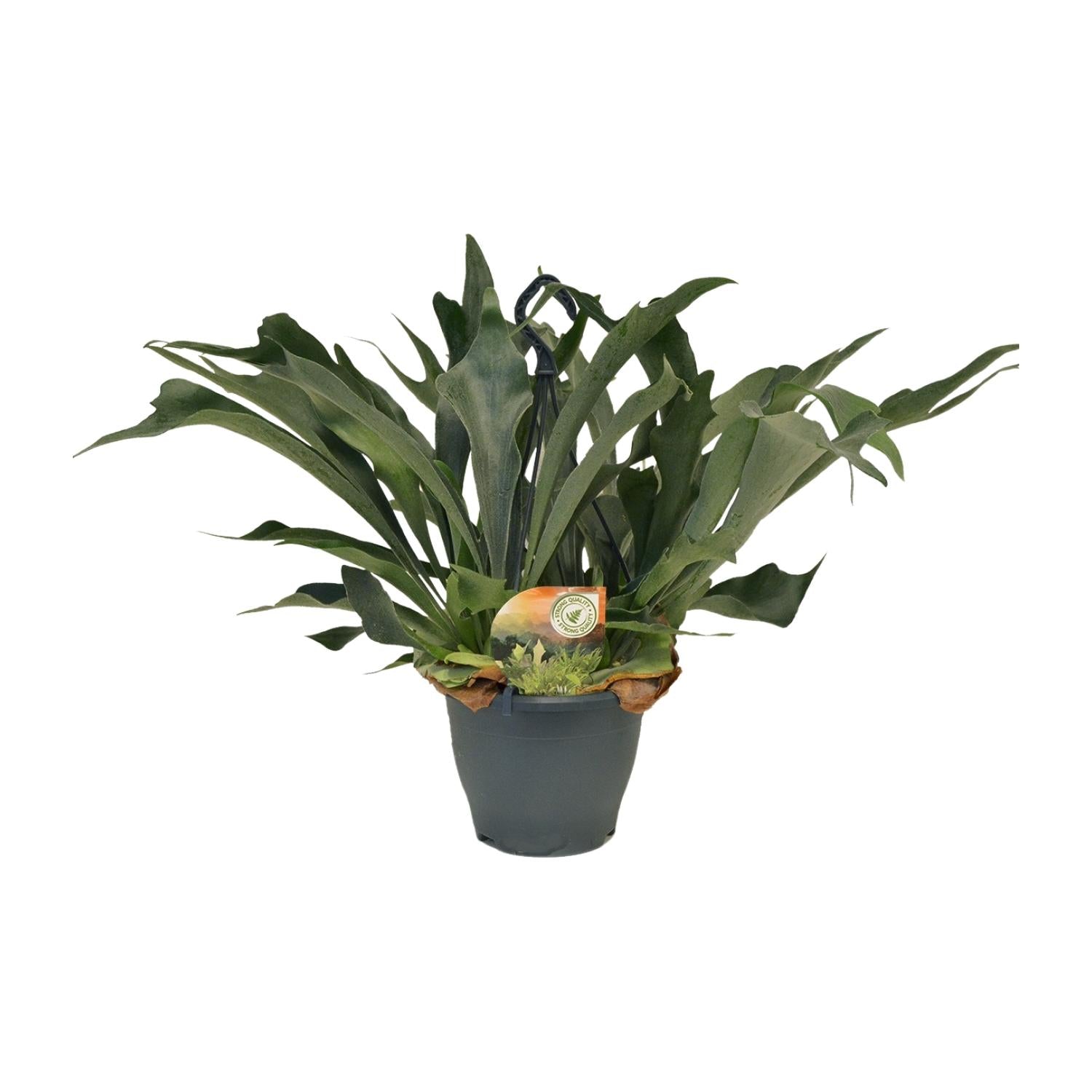 Platycerium bifurcatum – Grand