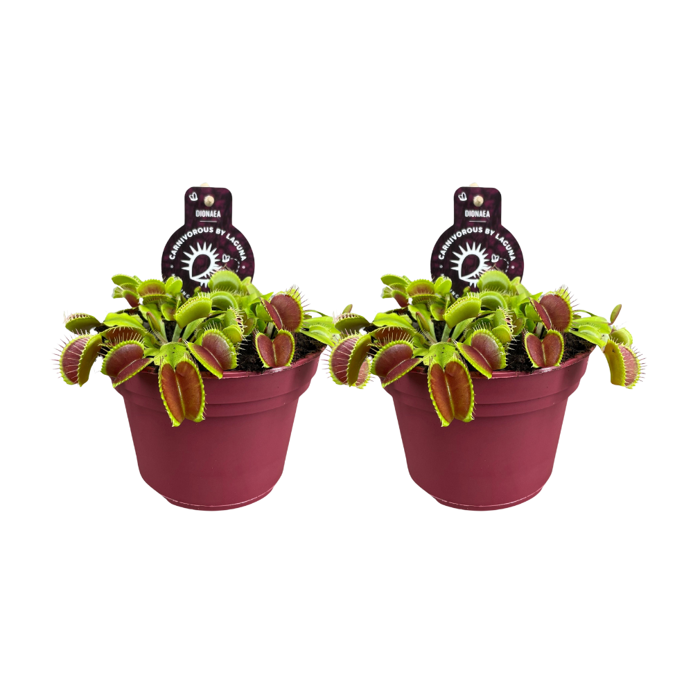 Dionaea Muscipula - 2 pieces