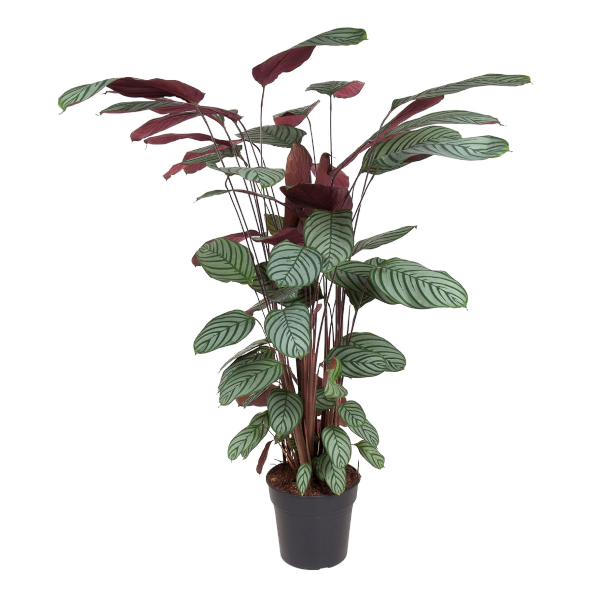 Calathea ‘Oppenheimiana’