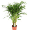 Dypsis lutescens – Moyen