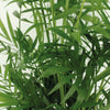 Chamaedorea elegans (L) × 2 – Sparset