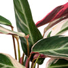 Stromanthe ‘Triostar’ – Grand