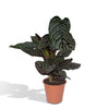 Calathea ‘Ornata’ – Très grande taille