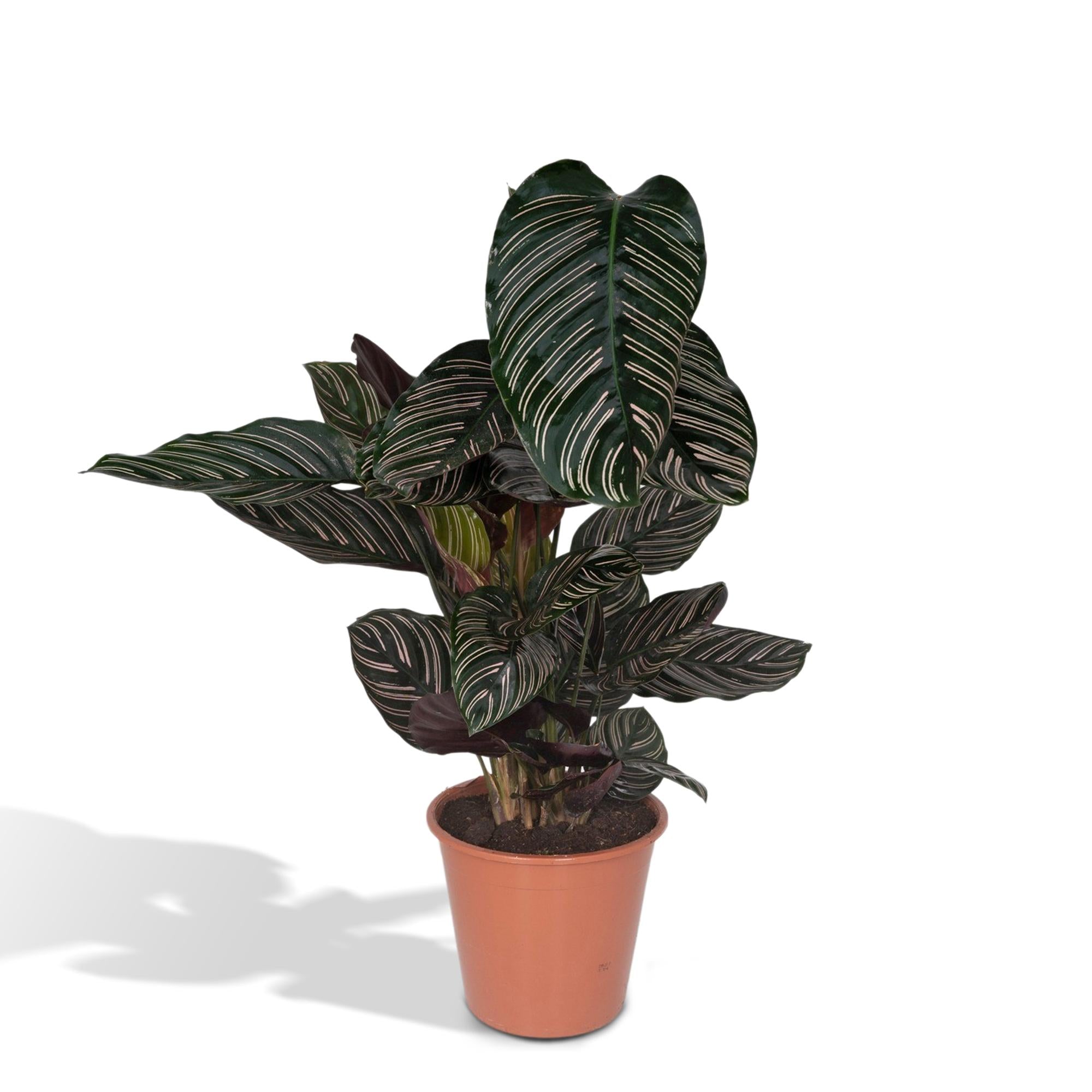 Calathea ‘Ornata’ – Très grande taille