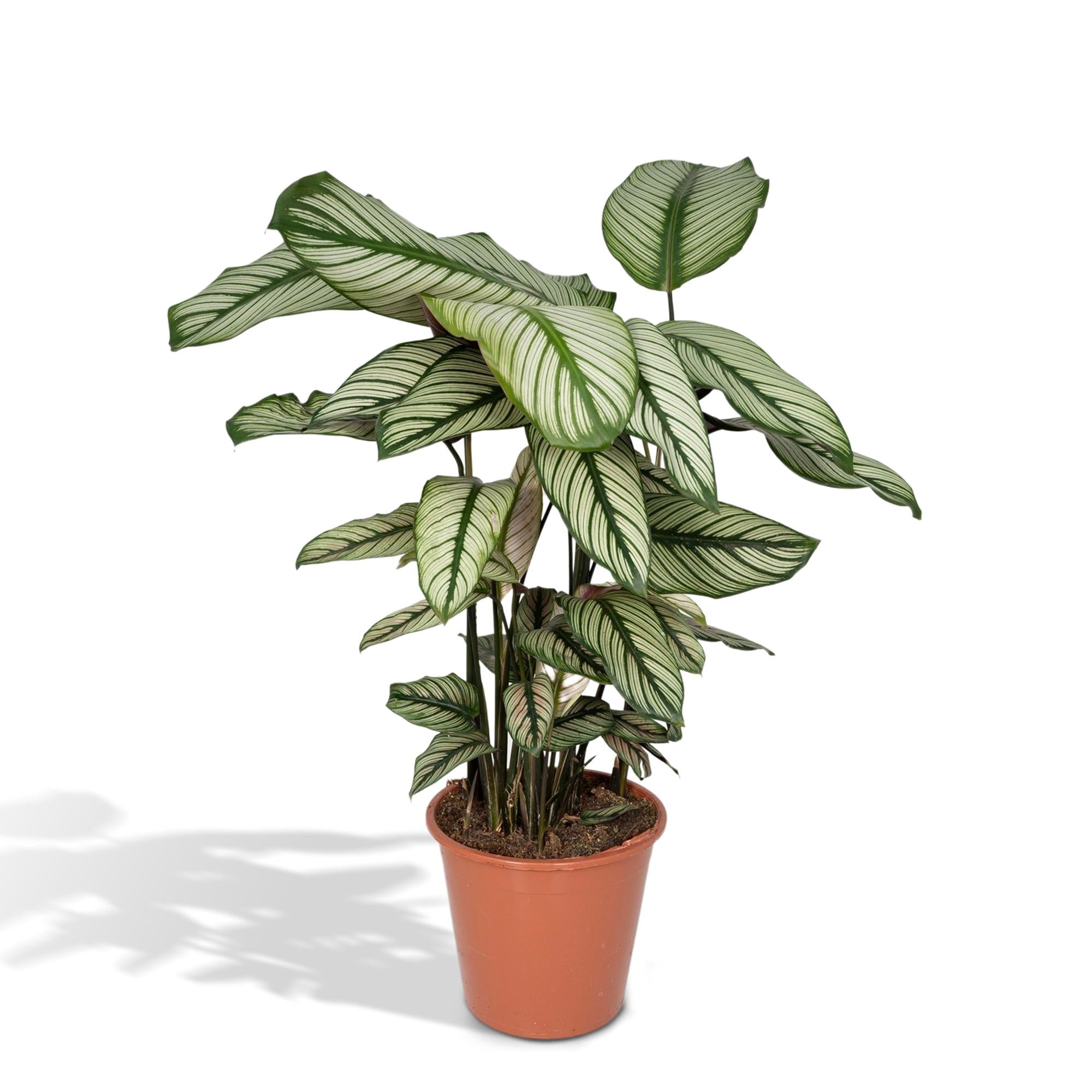 Calathea ‘Whitestar’