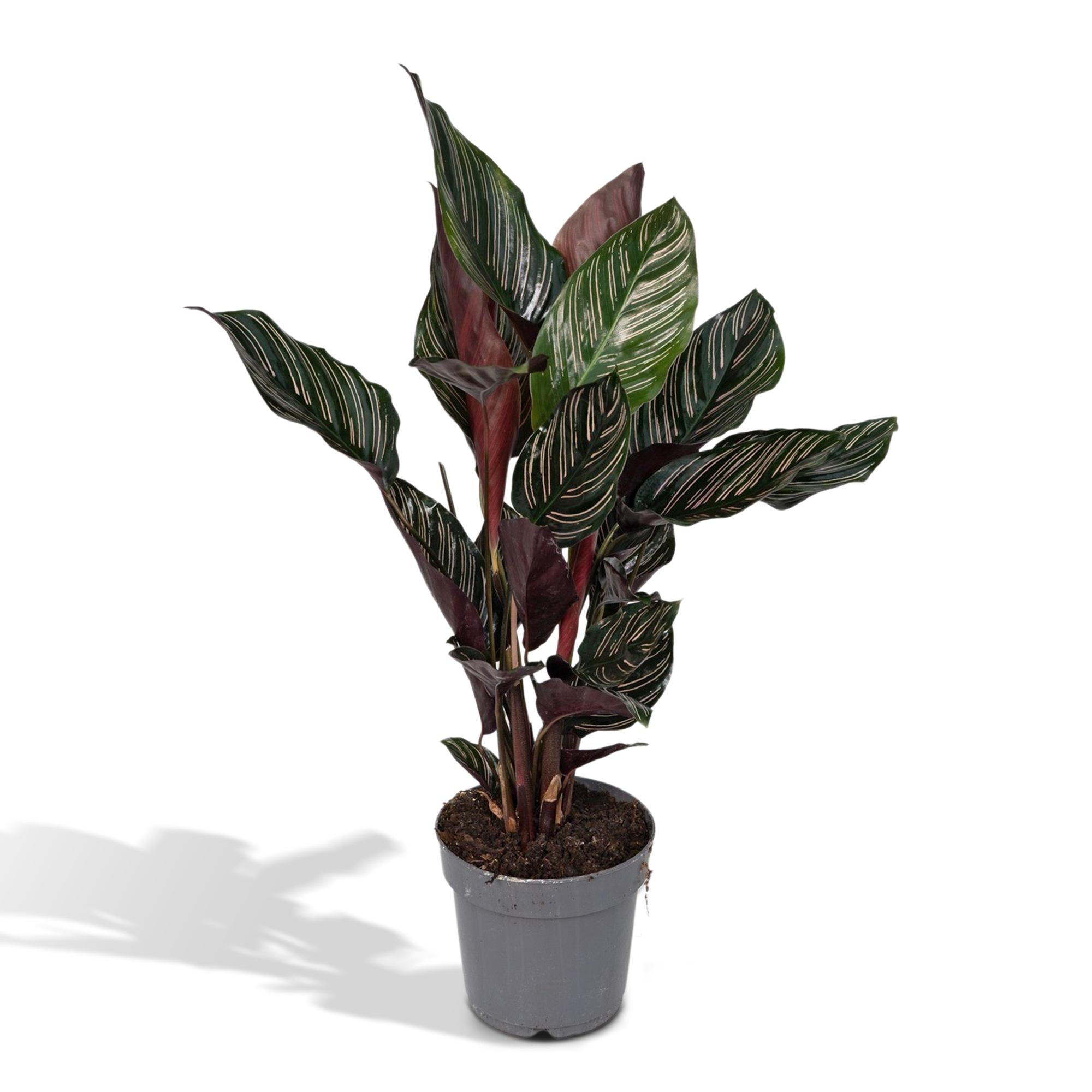 Calathea ‘Ornata’ – Grand