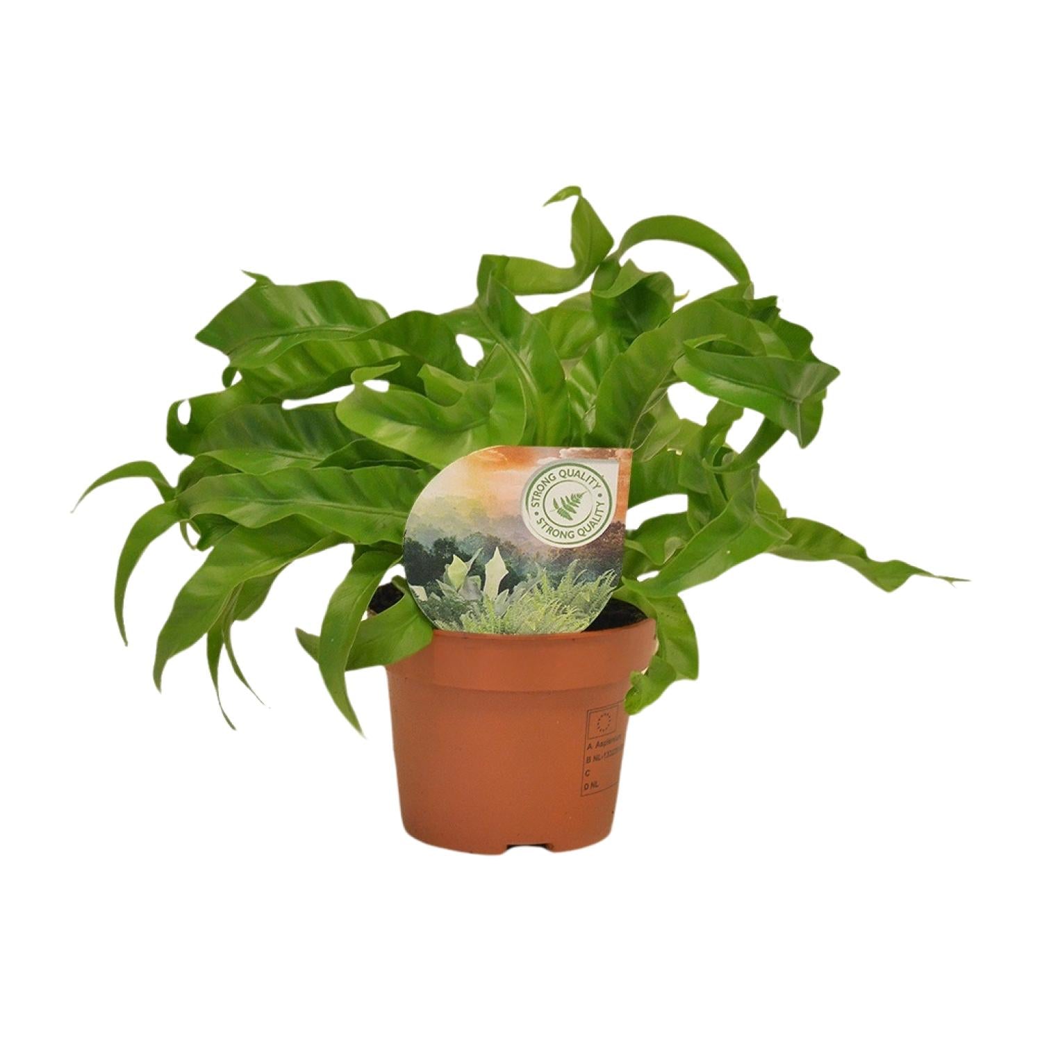 Asplenium Antiquum ‘Hurricane’