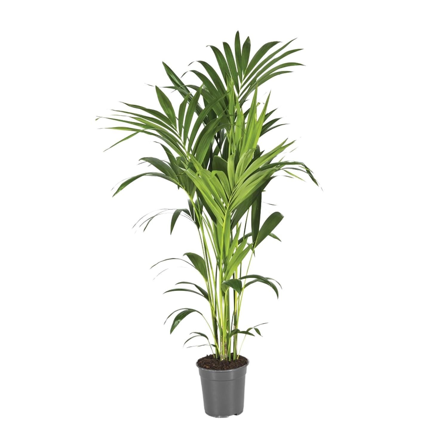 Howea forsteriana – XXL