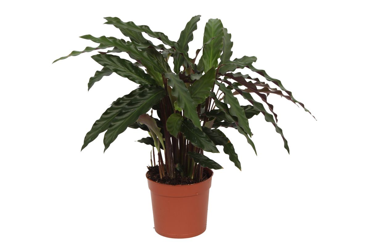 Calathea ‘Elgergrass’