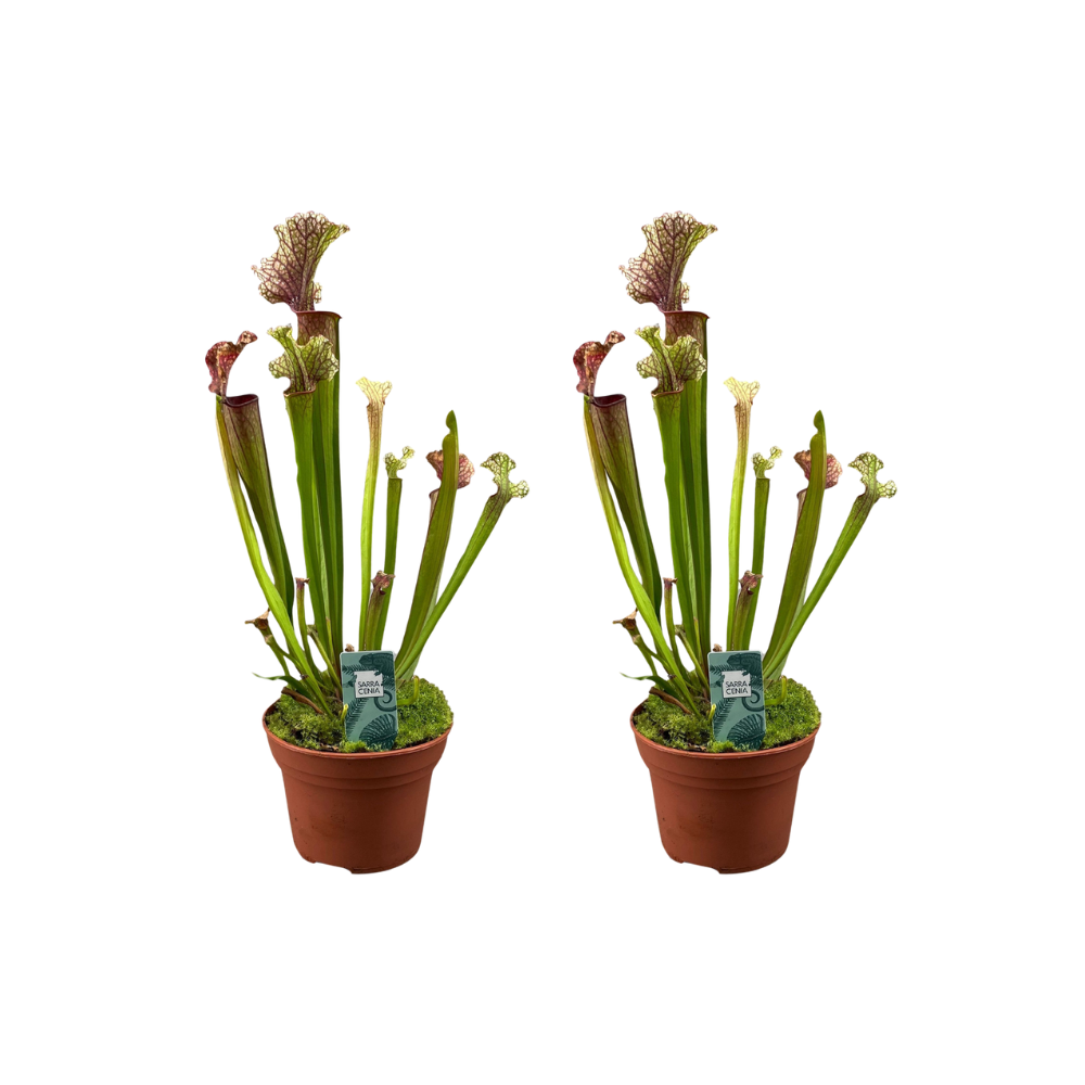 Sarracenia Judith Hindle - 2 pieces